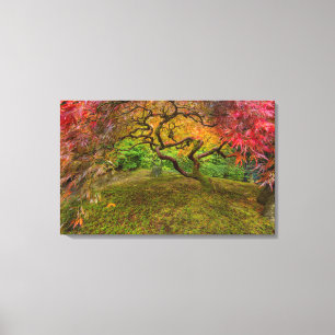 Japanischer Ahornbaum in Herbstfarben Leinwanddruck