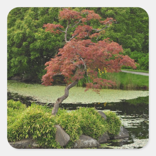 Japanischer Ahornbaum und Gartenteich Quadratischer Aufkleber (Vorderseite)