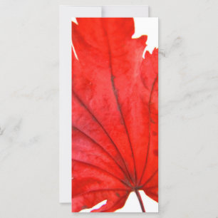 Japanischer Ahornleaf