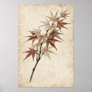 Japanischer Ahornzweig Botanischer Poster