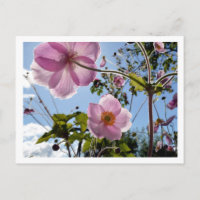 Japanischer Anemone