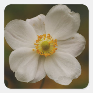 Japanischer Anemonsticker Quadratischer Aufkleber