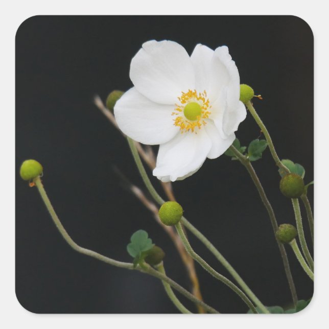 Japanischer Anemonsticker Quadratischer Aufkleber (Vorderseite)