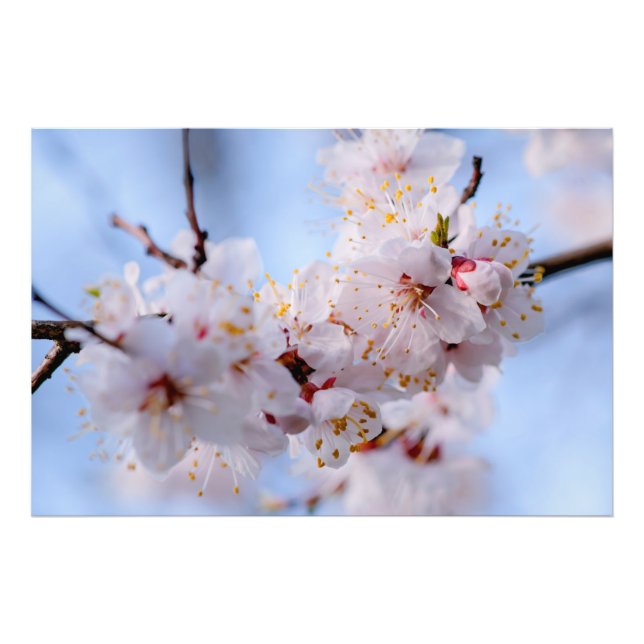 Japanischer Apricot Blossom Fotodruck (Vorne)
