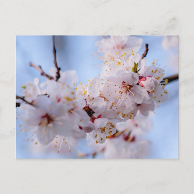 Japanischer Apricot Blossom Postkarte (Vorderseite)