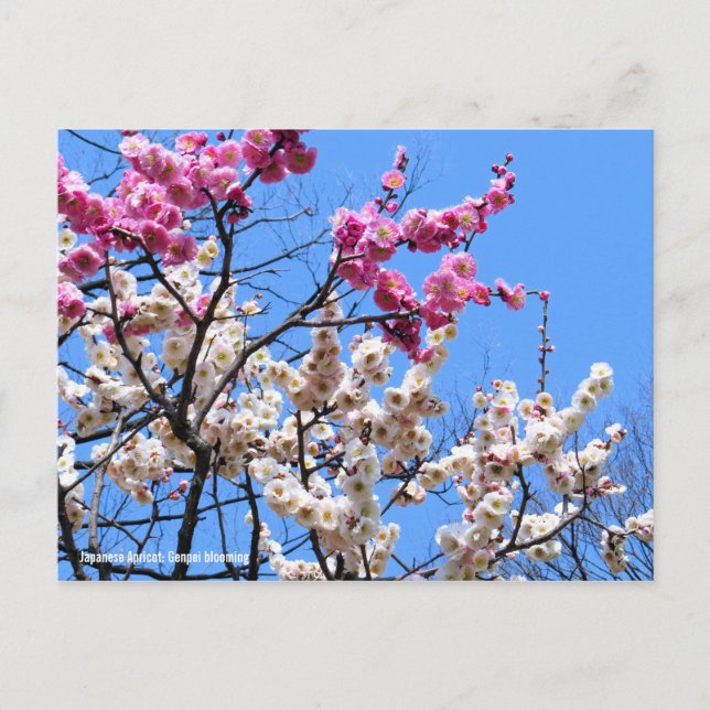 Japanischer Aprikose (Ume: Genpei blooming) [Postk Postkarte (Vorderseite)
