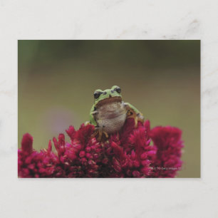 Japanischer Baumfrosch (Hyla japonica) auf Blume, Postkarte
