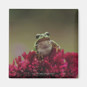 Japanischer Baumfrosch (Hyla japonica) auf Blumen, Magnet