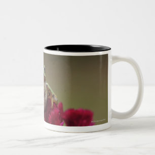 Japanischer Baumfrosch (Hyla japonica) auf Blumen, Zweifarbige Tasse