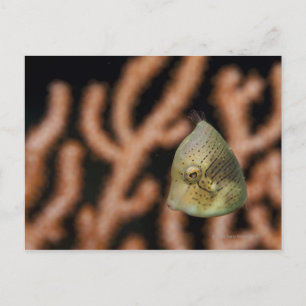 Japanischer Inflationsfilefisch (Brachaluterfisch) Postkarte