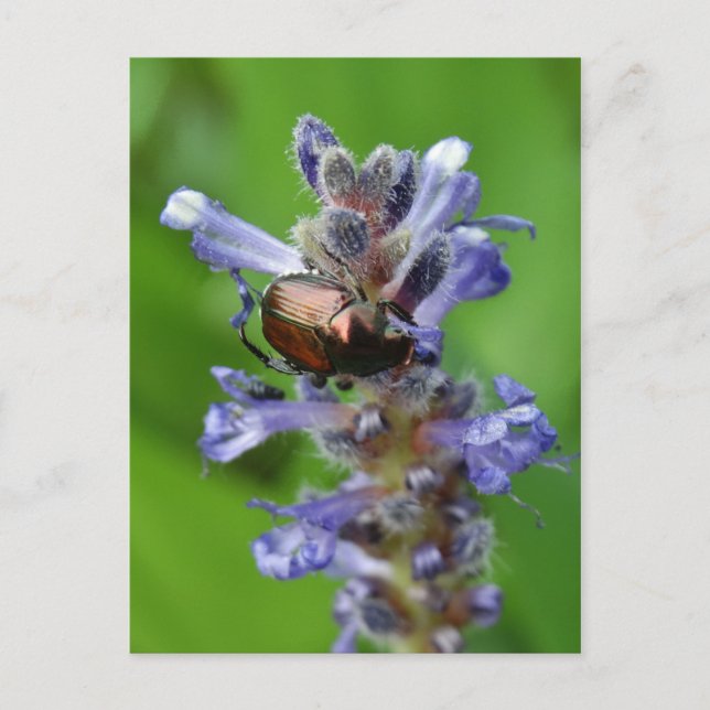 Japanischer Käfer auf Lila Arrowhead-Blume Postkarte (Vorderseite)