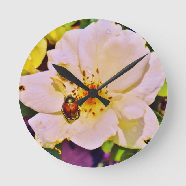 Japanischer Käfer auf weißer Rose Runde Wanduhr (Vorderseite)