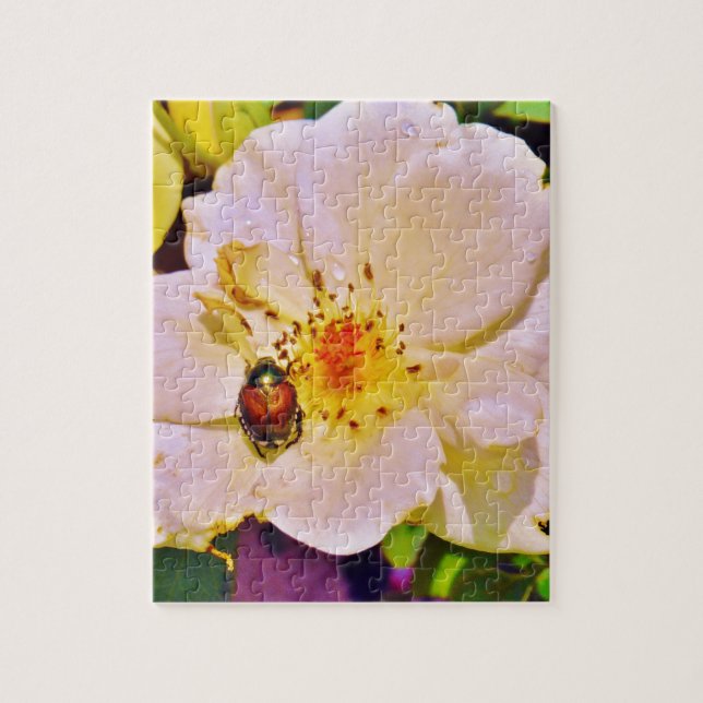 Japanischer Käfer auf White Rose (Vertikal)