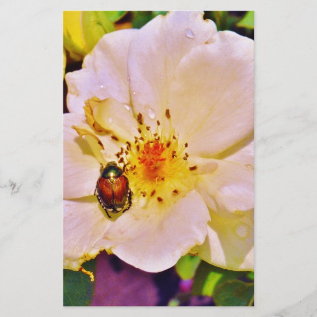 Japanischer Käfer auf White Rose (Vorderseite)