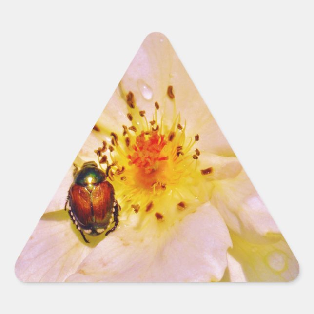 Japanischer Käfer auf White Rose Dreieckiger Aufkleber (Vorderseite)