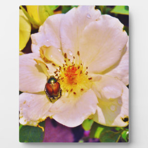 Japanischer Käfer auf White Rose Fotoplatte