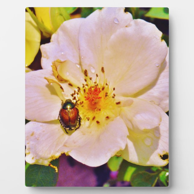 Japanischer Käfer auf White Rose Fotoplatte (Vorderseite)