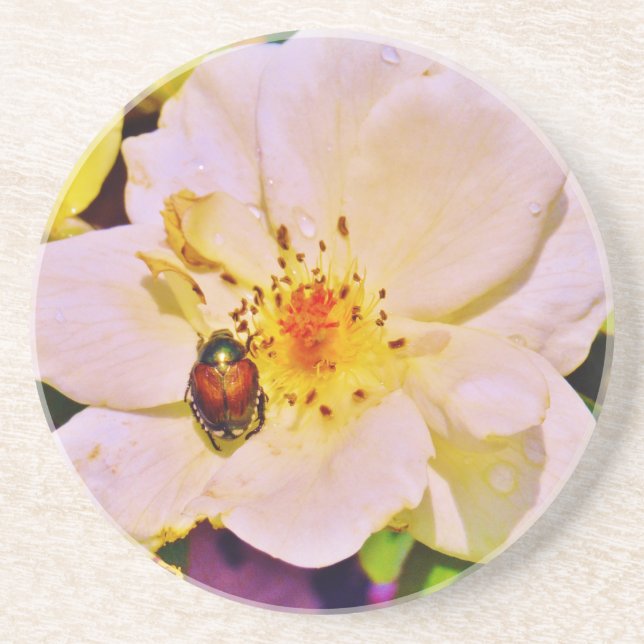 Japanischer Käfer auf White Rose Getränkeuntersetzer (Vorne)