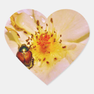 Japanischer Käfer auf White Rose Herz-Aufkleber