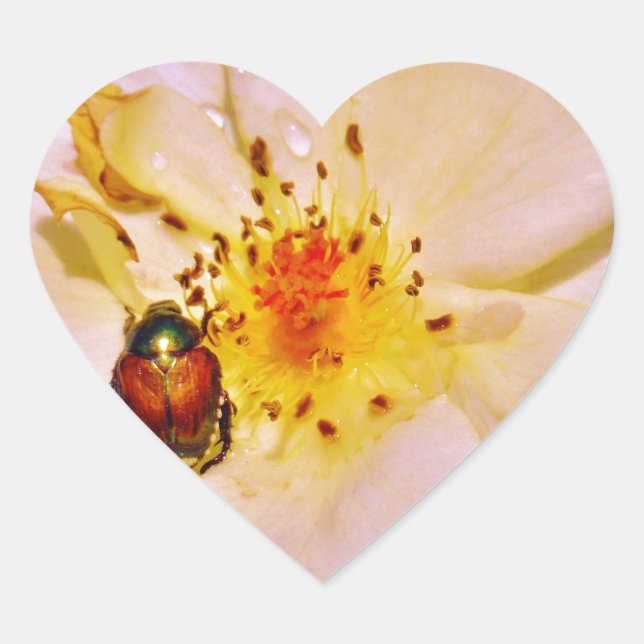 Japanischer Käfer auf White Rose Herz-Aufkleber (Vorderseite)