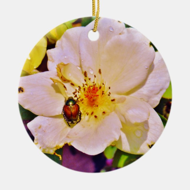Japanischer Käfer auf White Rose Keramikornament (Vorne)