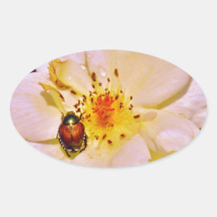 Japanischer Käfer auf White Rose Ovaler Aufkleber