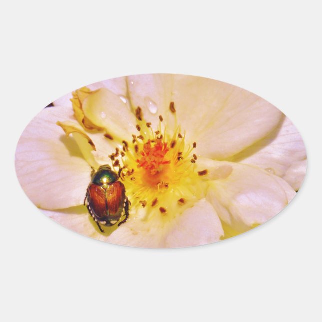 Japanischer Käfer auf White Rose Ovaler Aufkleber (Vorderseite)