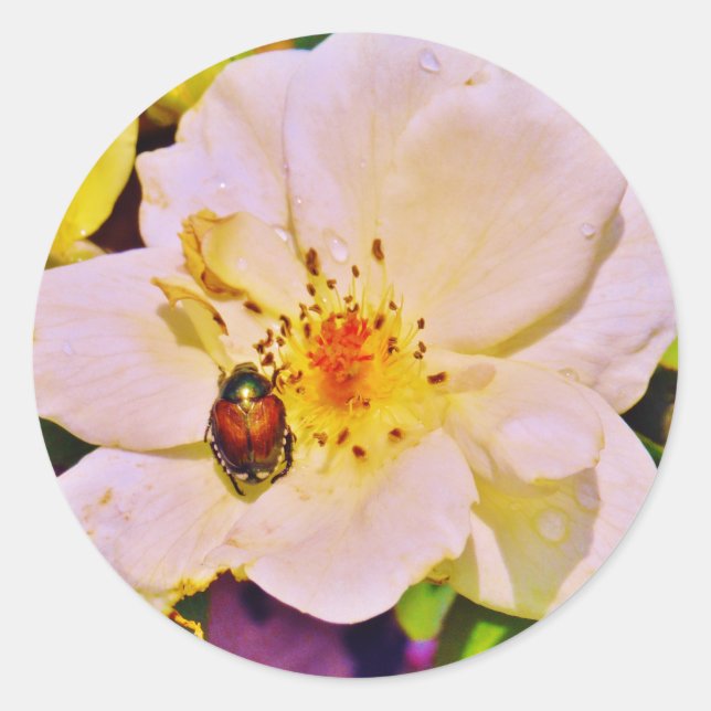 Japanischer Käfer auf White Rose Runder Aufkleber (Vorderseite)