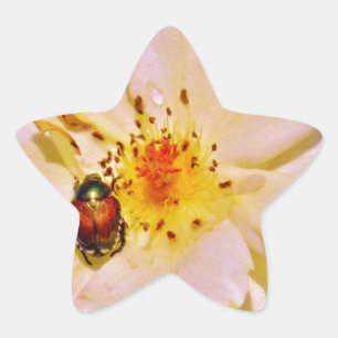Japanischer Käfer auf White Rose Stern-Aufkleber