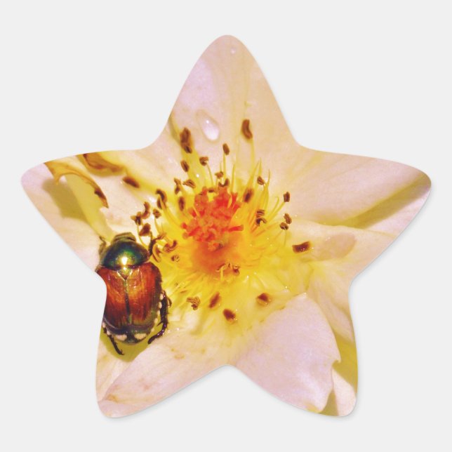 Japanischer Käfer auf White Rose Stern-Aufkleber (Vorderseite)