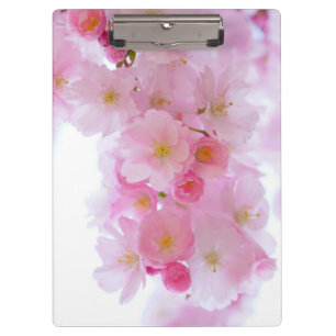 Japanischer Kirschbaum Blossom Klemmbrett