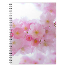 Japanischer Kirschbaum Blossom