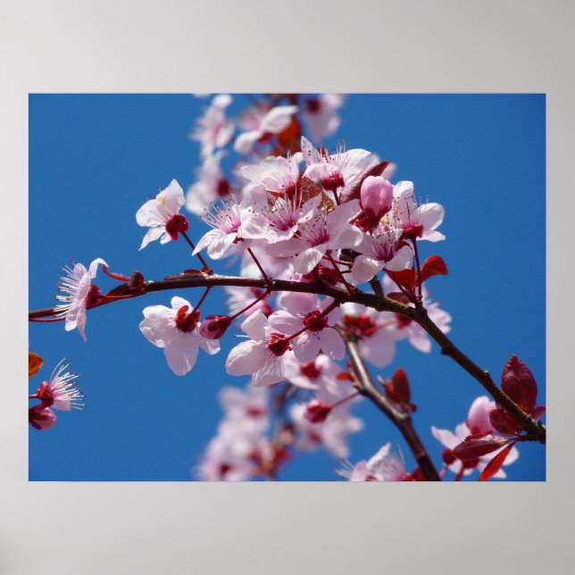 Japanischer Kirschbaum Blossom Poster (Vorne)
