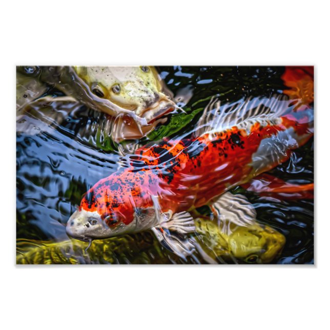 Japanischer Koi Fish Pond Fotodruck (Vorne)