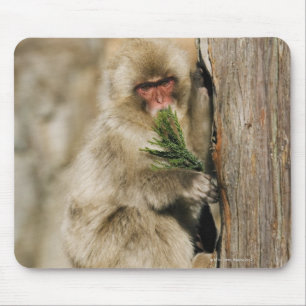 Japanischer Macaque-kletternder Baum, Blätter Mousepad