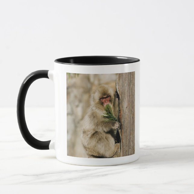 Japanischer Macaque-kletternder Baum, Blätter Tasse (Links)