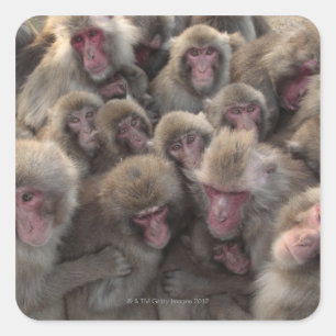 Japanischer Macaque (Macaca fuscata) gepresst Quadratischer Aufkleber