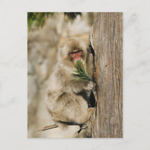 Japanischer Makaken Kletterbaum, der Blätter isst Postkarte