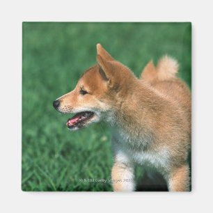 Japanischer MiniaturShiba Magnet