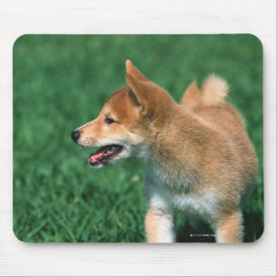 Japanischer MiniaturShiba Mousepad