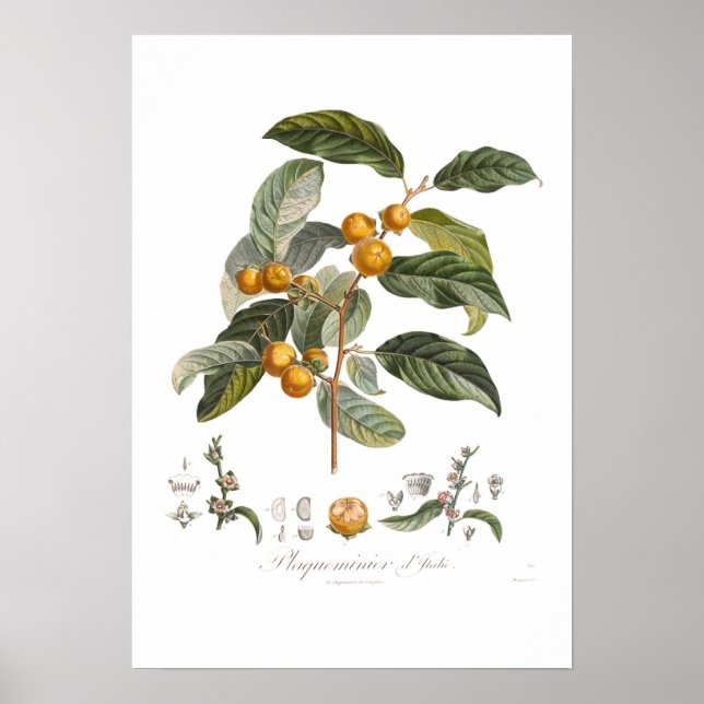 Japanischer Persimmon Poster (Vorne)