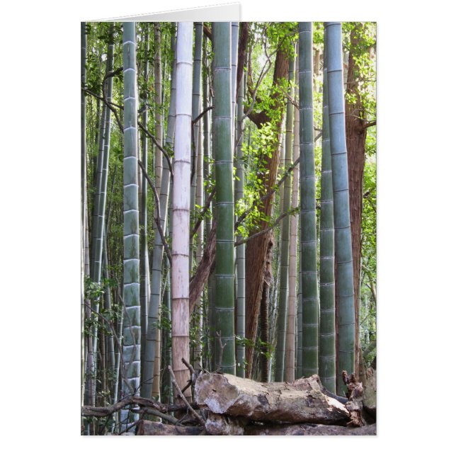 Japanischer Riesenwald, Sagano, Kyoto, Japan (Vorne)