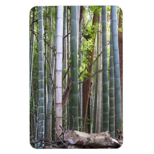 Japanischer Riesenwald, Sagano, Kyoto, Japan Magnet