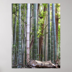 Japanischer riesiger Bambus-Wald, Sagano, Kyoto, Poster