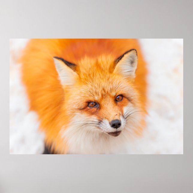 Japanischer Roter Fuchs, der ruht, schläft und spi Poster (Vorne)
