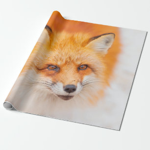 Japanischer Rotfuchs ruht, schläft und spielt in Geschenkpapier