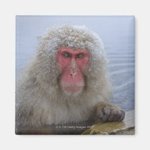 Japanischer Schnee-Affe in der Thermalquelle Magnet