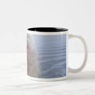 Japanischer Schnee-Affe in der Thermalquelle Zweifarbige Tasse