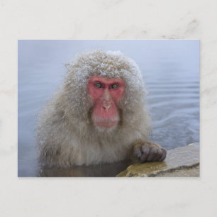 Japanischer Schneeaffe im Frühjahr Postkarte