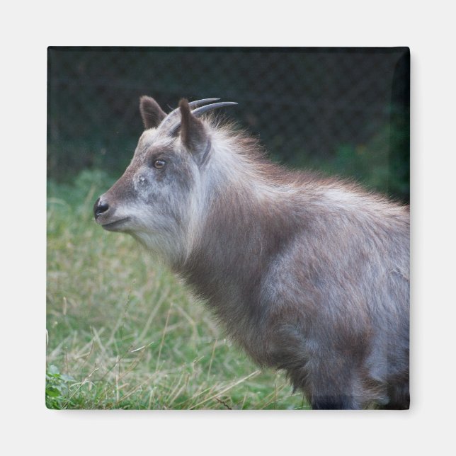 Japanischer Serow Magnet (Vorne)